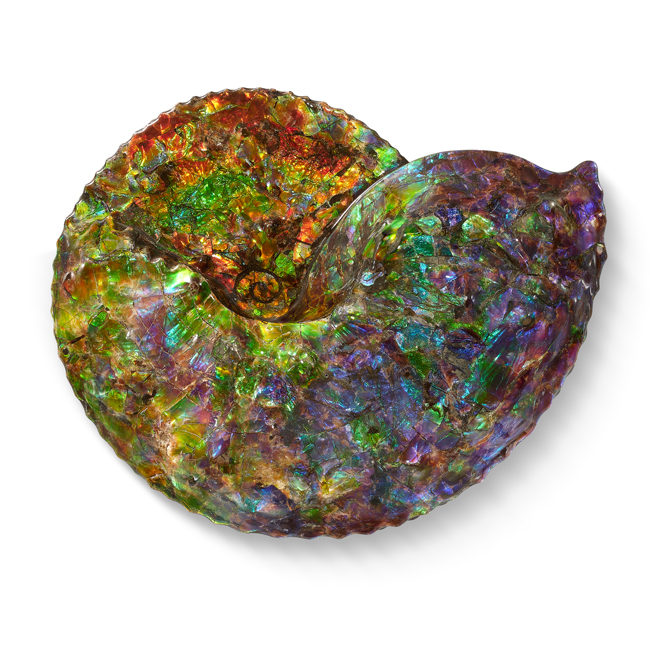 Ammonite 斑彩螺